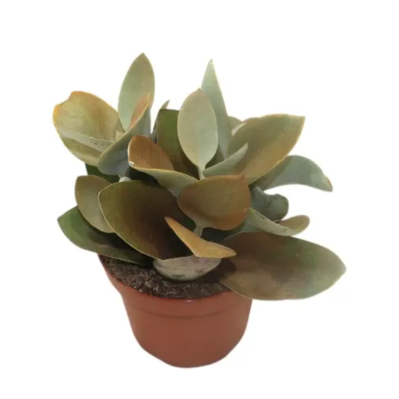 Kalanchoe orgyalis 12cm