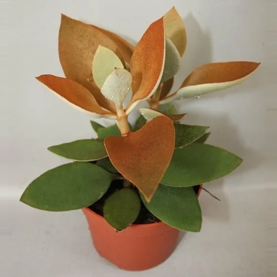 Kalanchoe orgyalis 5cm