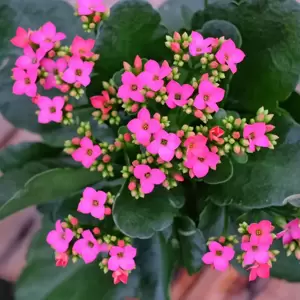 Kalanchoe 'Pink' - image 1