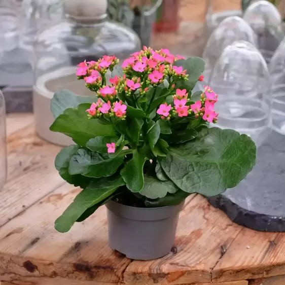 Kalanchoe 'Pink' - image 2