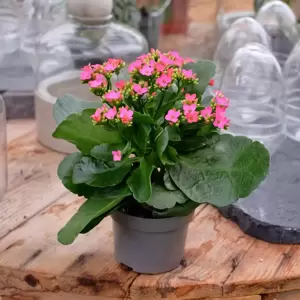 Kalanchoe 'Pink' - image 2