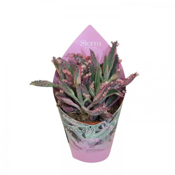 Kalanchoe 'Pink Butterfly' 5.5cm