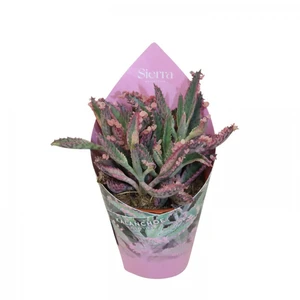 Kalanchoe 'Pink Butterfly' 5.5cm