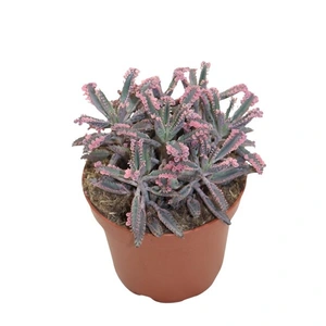 Kalanchoe 'Pink Butterfly'