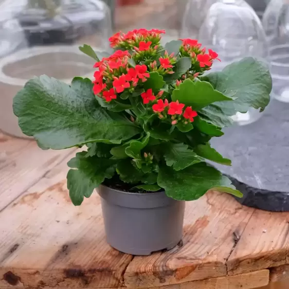 Kalanchoe 'Red' - image 2