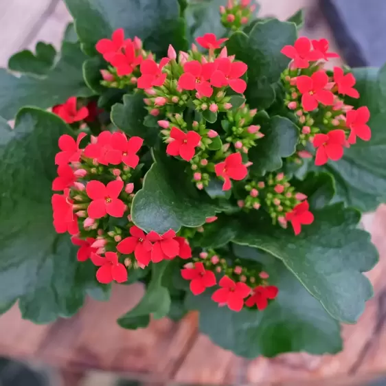 Kalanchoe 'Red' - image 1