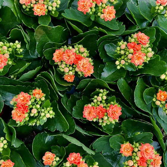 Kalanchoe 'Royale Orange' - image 2