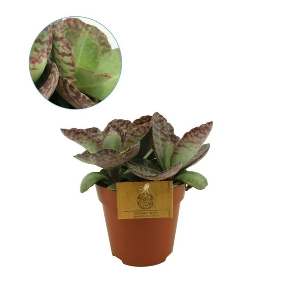 Kalanchoe humilis 'Surprising Desert'