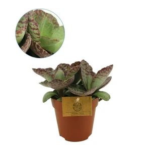 Kalanchoe humilis 'Surprising Desert'