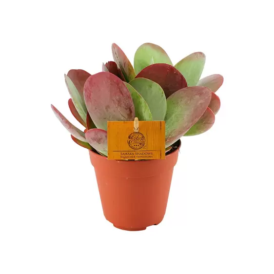 Kalanchoe thyrsiflora 12cm - image 1