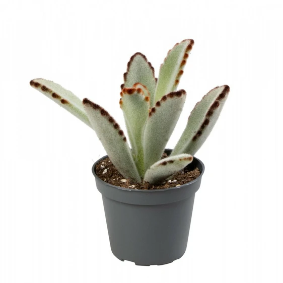 Kalanchoe tomentosa