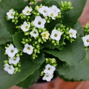 Kalanchoe 'White' - image 1