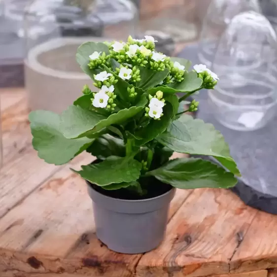 Kalanchoe 'White' - image 2