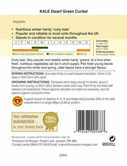 Kale Dwarf Green Curled - image 2