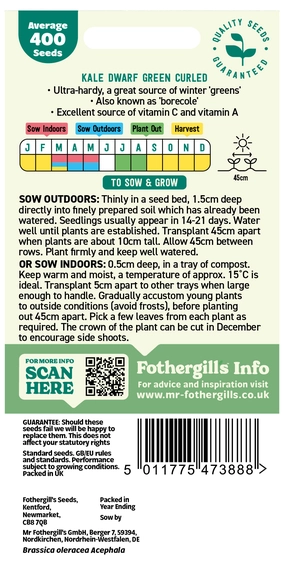 Kale Dwarf Green Curled Seeds - image 2