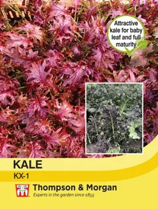 Kale KX-1 Seeds