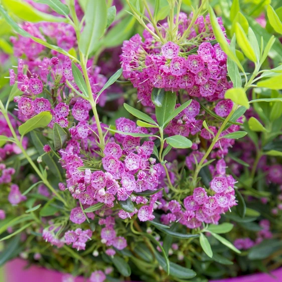 Kalmia angustifolia 'Rubra' - image 1
