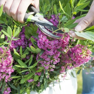 Kalmia angustifolia 'Rubra' - image 4