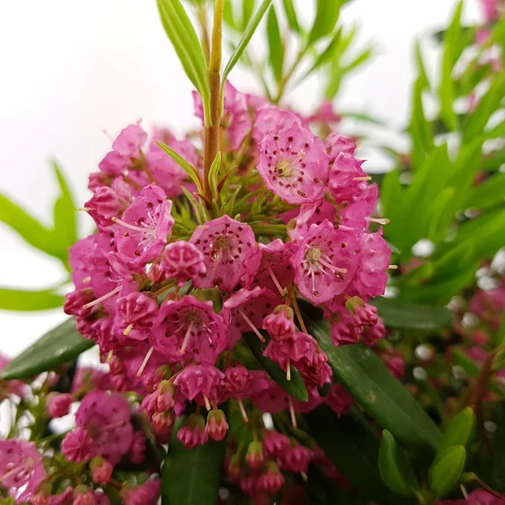 Kalmia angustifolia 'Rubra' - image 3