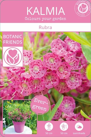 Kalmia angustifolia 'Rubra' - image 5