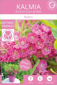Kalmia angustifolia 'Rubra' - image 5