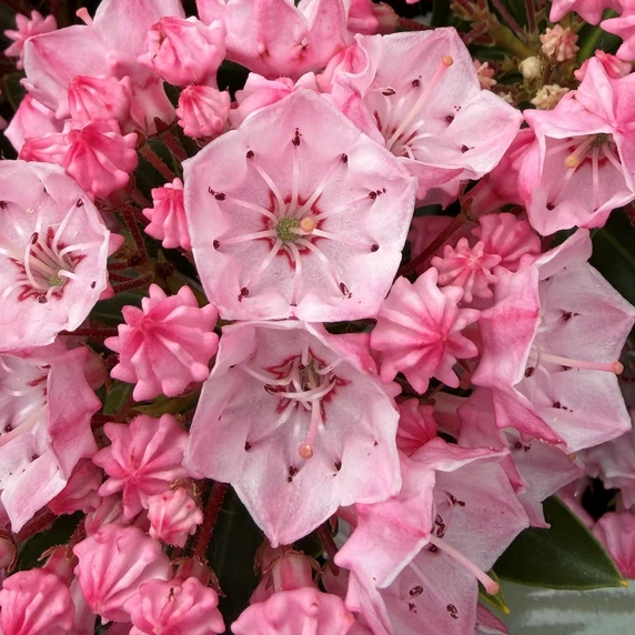 Kalmia latifolia 'Tiddlywinks' - image 4