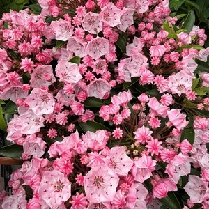 Kalmia latifolia 'Tiddlywinks' - image 3