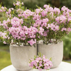 Kalmia polifolia - image 4