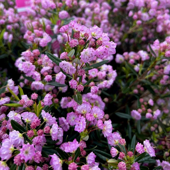 Kalmia polifolia - image 2