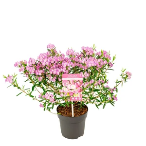 Kalmia polifolia - image 5
