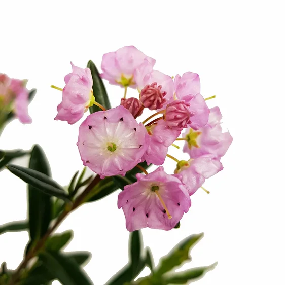 Kalmia polifolia - image 3