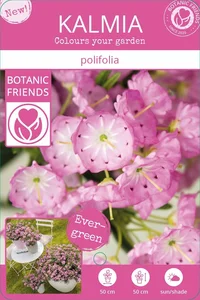 Kalmia polifolia - image 6