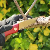 Kent & Stowe Pruning
