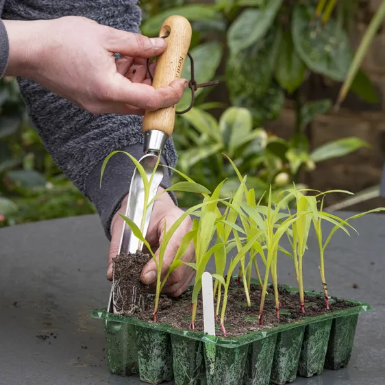 Kent & Stowe Widger - image 2