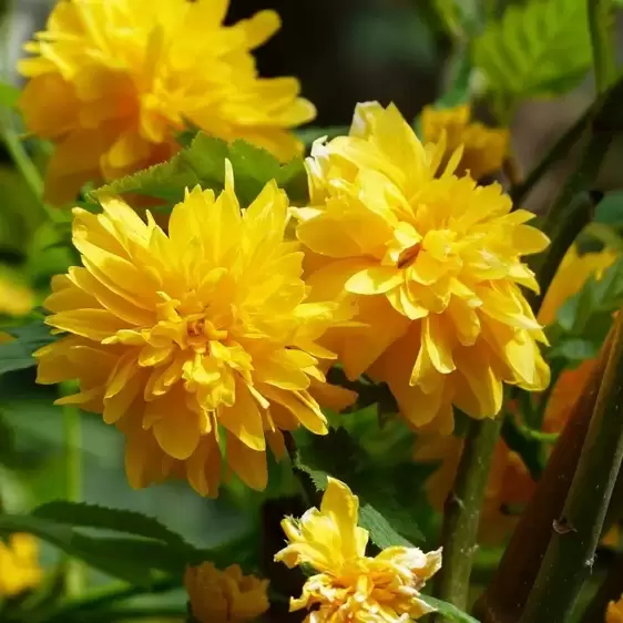 Kerria japonica 'Pleniflora' 2.3L