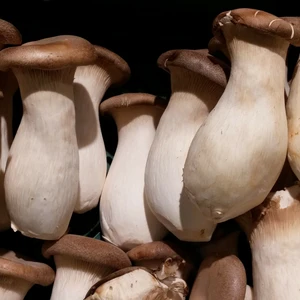 King Oyster Mushroom Growing Kit