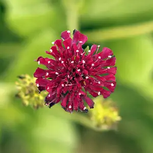 Picture - Perennial Resource