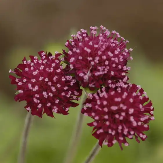Picture - Perennial Resource