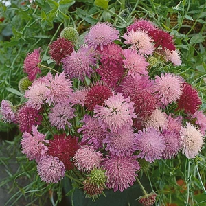 Knautia macedonica 'Melton Pastels' 2L
