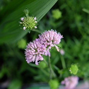 Knautia macedonica 'Midget Mauves' 3L