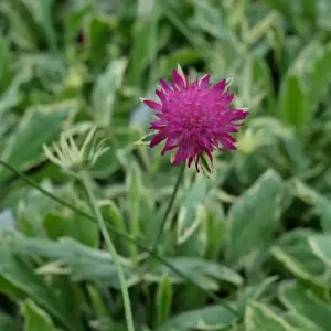Knautia 'Thunder & Lightning'