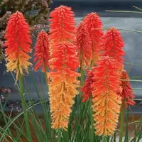Kniphofia