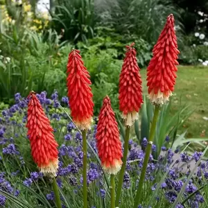 Kniphofia 'Amazing Fun' 1L