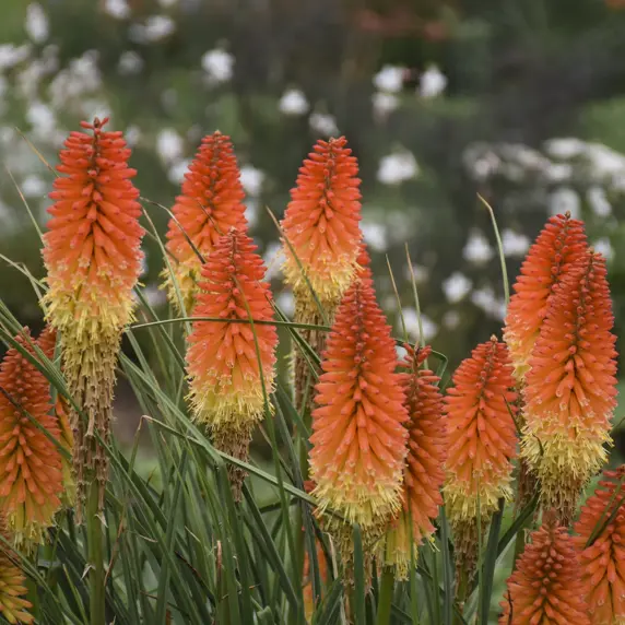 Picture Credit - Walters Gardens, Inc.