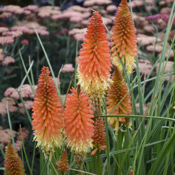 Picture Credit - Walters Gardens, Inc.