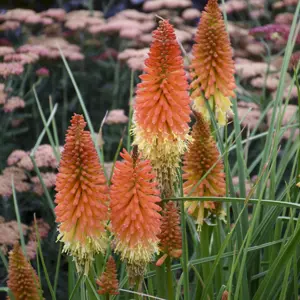 Picture Credit - Walters Gardens, Inc.