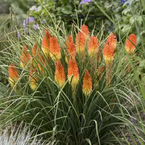 Picture Credit - Walters Gardens, Inc.