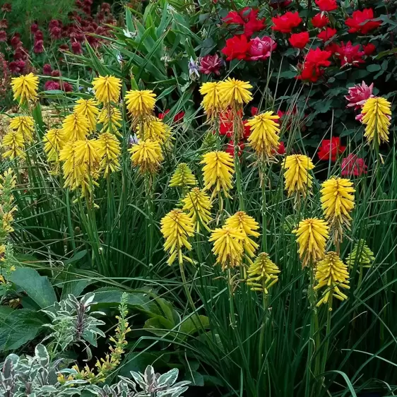 Picture Credit - TERRA NOVA® Nurseries, Inc. www.terranovanurseries.com