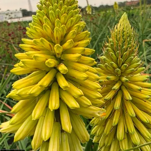 Kniphofia citrina