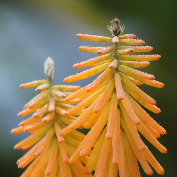 Kniphofia galpini